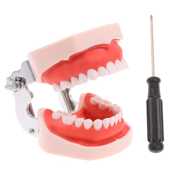 28 Tıp Diş diş modeli Öğretim Çalışma Aracı Modeli Standart Diş Hekimi öğrenci Modeli Öğretim Oyuncak